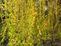 Weeping willow tree in the public park. Cascading long branches of a willow with yellow - green flowers. Blooming willow in the Royalty Free Stock Photo