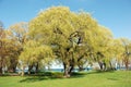 Weeping willow tree scene