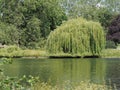Weeping willow tree scient. name Salix babylonica