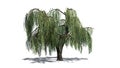 Weeping willow tree with shadow on the floor Royalty Free Stock Photo