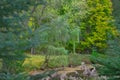 Weeping Willow tree Royalty Free Stock Photo