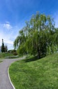 Weeping willow tree in an tidy urban park Royalty Free Stock Photo