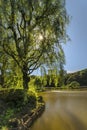 Weeping willow tree on the Upper Pond and wooden bridge in the p