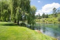 Weeping willow tree  Waikato River with view to native bush clad riverbank and hill on other side Royalty Free Stock Photo