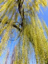 Weeping Willow tree Royalty Free Stock Photo