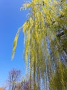 Weeping Willow tree Royalty Free Stock Photo