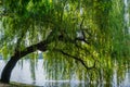 Weeping willow tree Royalty Free Stock Photo