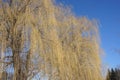 Weeping willow tree in winter Royalty Free Stock Photo