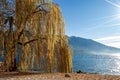 Weeping Willow tree in winter - Lake Garda Italy Royalty Free Stock Photo