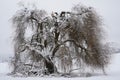 Weeping willow tree in winter under snow. Royalty Free Stock Photo