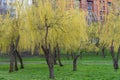 Weeping willow trees blossoms in early spring. Yellow inflorescences.