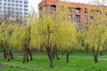 Weeping willow trees blossoms in early spring. Yellow inflorescences.