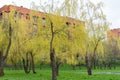 Weeping willow trees blossoms in early spring. Yellow inflorescences.