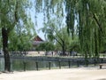 Weeping Willow Trees By A Lake In Seoul