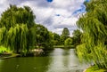 Weeping willow trees and a pond in the Boston Public Garden.