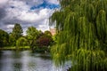Weeping Willow Trees And A Pond In The Boston Public Garden.