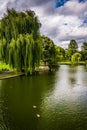 Weeping Willow Trees And A Pond In The Boston Public Garden.