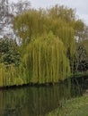 Weeping Willow trees by a suffolk river Royalty Free Stock Photo