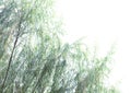 Weeping willow tropical tree on white background Royalty Free Stock Photo