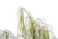 Weeping willow under the snow Royalty Free Stock Photo