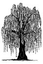 Weeping willow