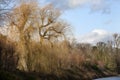 Weeping willow in winter Royalty Free Stock Photo