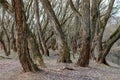 Weeping willow with yellow branches in early spring on the riverbank. The thick trunks are overgrown with moss. Early spring