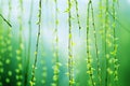 Weeping willows Royalty Free Stock Photo