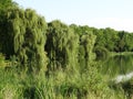 Weeping willows along the waterside Royalty Free Stock Photo