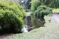 Weeping willows bent over a pond with ducks Royalty Free Stock Photo