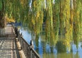 Weeping willows Royalty Free Stock Photo