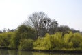 Weeping willows and other trees at St Albans park Royalty Free Stock Photo