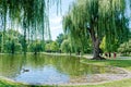 Weeping Willows Over Lake