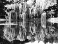 Weeping willows over a pond in black and white Royalty Free Stock Photo