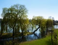 Weeping willows Salix babylonica on the shore of a lake in an