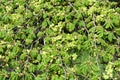 Weeping Wych Elm Royalty Free Stock Photo
