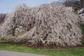 Weeping Yoshino cherry tree in blossom Royalty Free Stock Photo