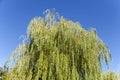 Weepy willow in the heavenly background Royalty Free Stock Photo