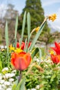 Beautiful flowers in a park in Weesen in Switzerland Royalty Free Stock Photo