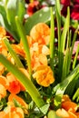 Lovely orange flowers in a park in Weesen in Switzerland Royalty Free Stock Photo