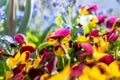 Lovely colorful flowers in a park in Weesen in Switzerland Royalty Free Stock Photo