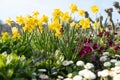 Daffodil flowers in Weesen in Switzerland Royalty Free Stock Photo