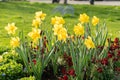 Daffodil flowers in Weesen in Switzerland Royalty Free Stock Photo