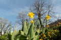 Daffodil flowers in Weesen in Switzerland Royalty Free Stock Photo