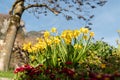 Daffodil flowers in Weesen in Switzerland Royalty Free Stock Photo