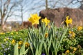 Daffodil flowers in Weesen in Switzerland Royalty Free Stock Photo