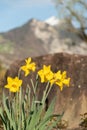 Daffodil flowers in Weesen in Switzerland Royalty Free Stock Photo