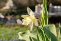 Daffodil flowers in Weesen in Switzerland Royalty Free Stock Photo