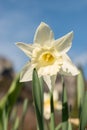 Daffodil flowers in Weesen in Switzerland Royalty Free Stock Photo