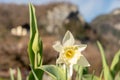 Daffodil flowers in Weesen in Switzerland Royalty Free Stock Photo